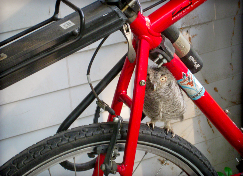 Illustration for article titled Owl on bike gallery